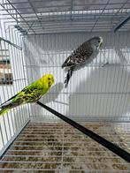 Couple perruche, Perruche