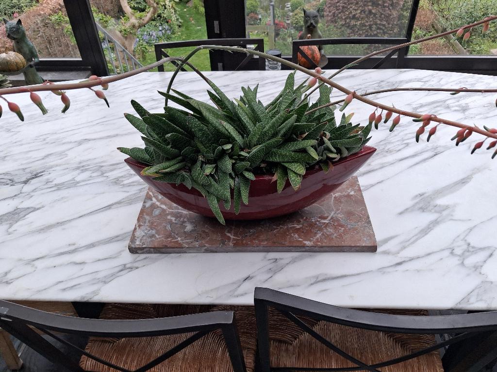 aloe gasteria, Maison & Meubles, Plantes d'intérieur, Plante succulente, En pot, Plante à fleurs, Moins de 100 cm