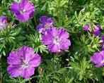Geranium Max Frei, Tuin en Terras, Planten | Tuinplanten, Ophalen, Halfschaduw