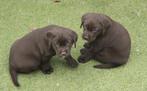 Labrador pups, Dieren en Toebehoren, Parvo, België, 8 tot 15 weken, Labrador retriever