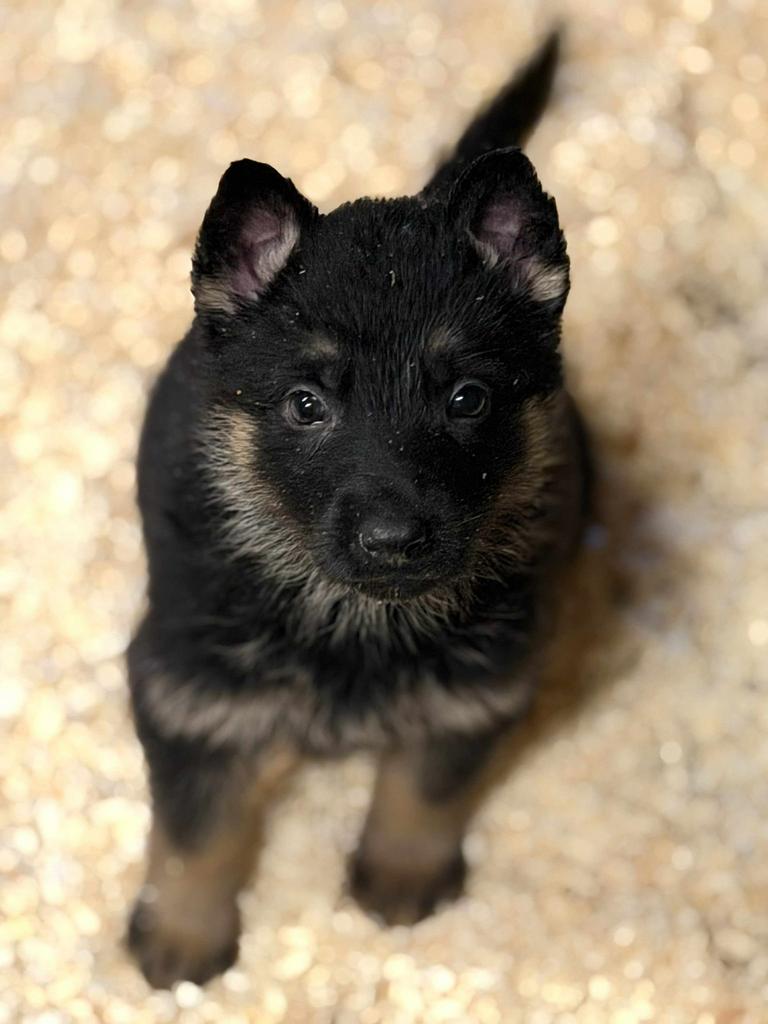 Beaux chiots de berger allemand. 695€, Chienne, Plusieurs, Hépatite contagieuse (maladie de Rubarth), Belgique