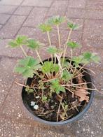 geranium, Tuin en Terras, Planten | Tuinplanten, Ophalen, Bodembedekkers, Volle zon, Vaste plant