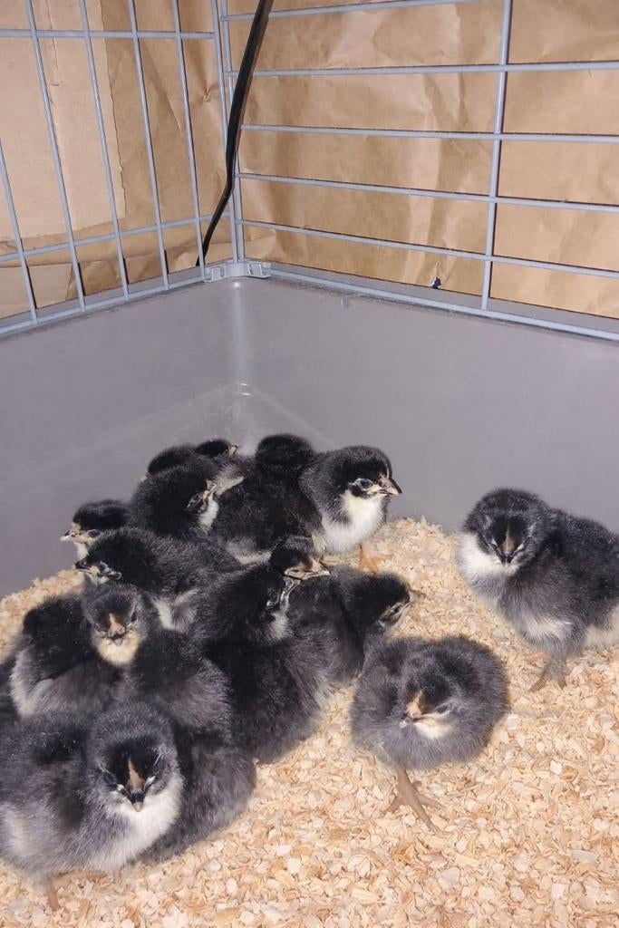 Kuikens Marans en Brabantse hoen, Dieren en Toebehoren, Pluimvee