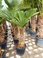 Trachycarpus Wagnerianus palm, Tuin en Terras, Planten | Bomen, Ophalen