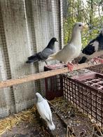 4 jonge sierduifjes 2026, Sexe inconnu