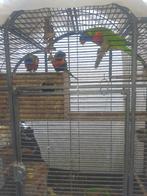 Lori van blauwe bergen met DNA, Dieren en Toebehoren