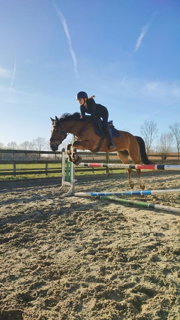 D-Pony 12 jaar, Animaux & Accessoires, Poneys, Hongre, Poney D (1.37 m à 1.48m), 11 ans ou plus