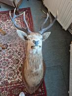 Animaux, Collections, Collections Animaux, Enlèvement, Comme neuf, Cerf, Animal empaillé