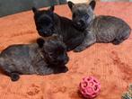 Cairn terrier pups, Dieren en Toebehoren, Parvo, België, Overige rassen, 8 tot 15 weken