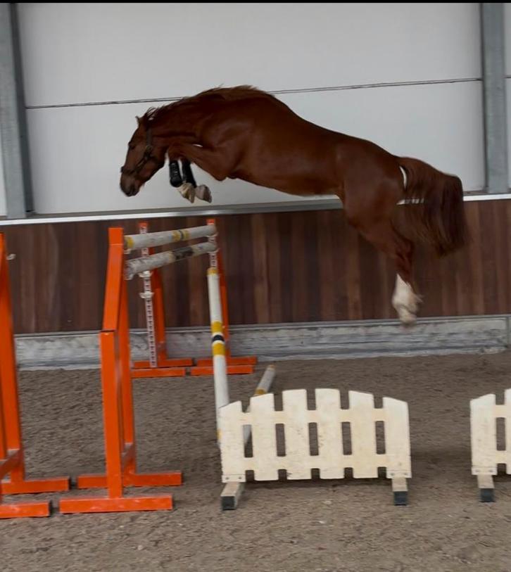 Goed springpaard Energy (Emerald) x indoctro, Animaux & Accessoires, Chevaux, Hongre, Non dressé, 165 à 170 cm, 3 à 6 ans, Cheval de saut