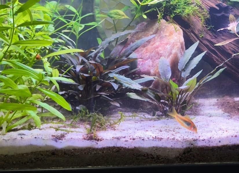 Cryptocoryne wendii brown, Dieren en Toebehoren, Ophalen