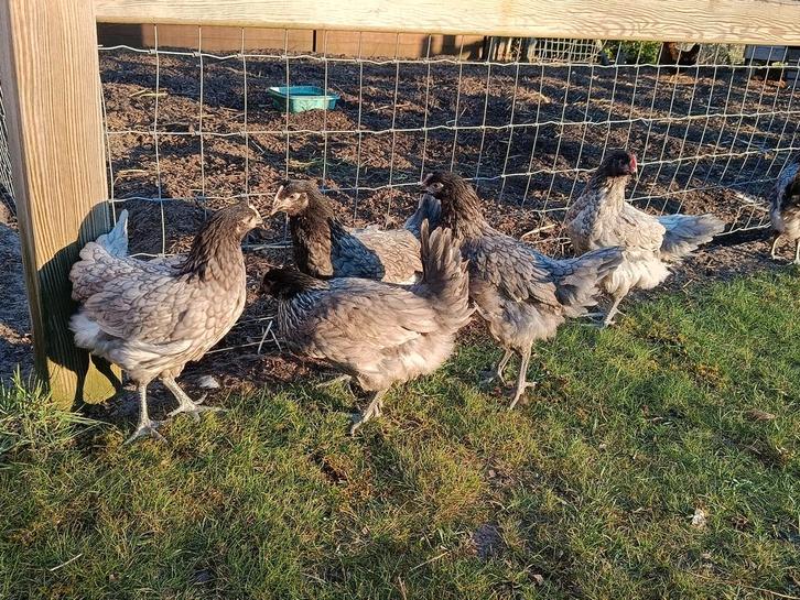 bleu de landes legkippen, Animaux & Accessoires, Volatiles, Poule ou poulet