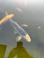 Koi, Dieren en Toebehoren, Vissen | Vijvervissen, Karper of Koi