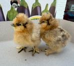 Zijdehoen kuikens, Geslacht onbekend