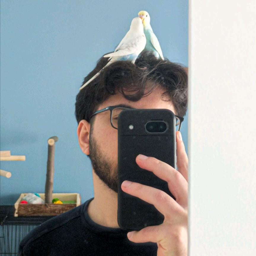 Een paar jonge golvende parkieten TAMED, Dieren en Toebehoren, Vogels | Parkieten en Papegaaien, Mannelijk