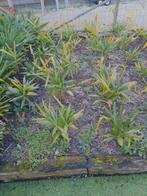 palmbomen, Winter, Halfschaduw, Minder dan 100 cm, Palmboom