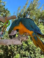 Bébé ara ou ara handicapé recherché, Animaux & Accessoires, Plusieurs animaux, Perroquet, Domestique