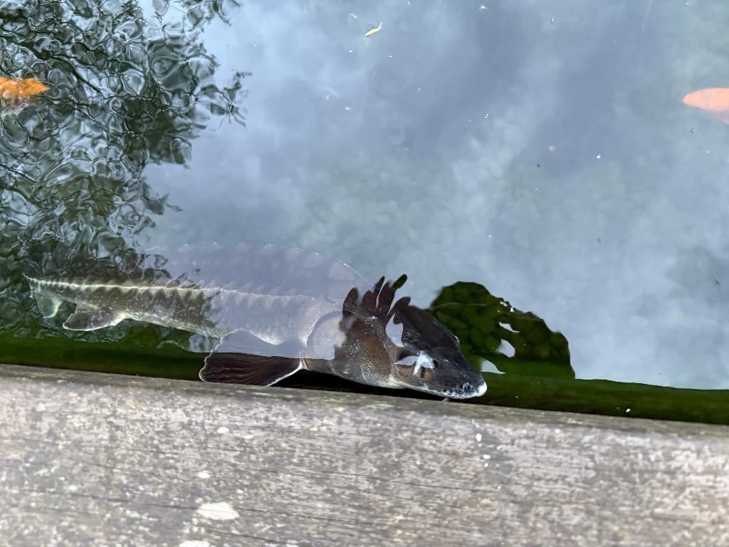 steur, Dieren en Toebehoren, Steur