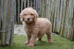Magnifiques chiots Labradoodle taille moyenne, avec pedigree, Animaux & Accessoires, Autres races, Plusieurs, Hépatite contagieuse (maladie de Rubarth)