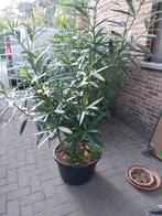 Oleanders te koop, Ophalen