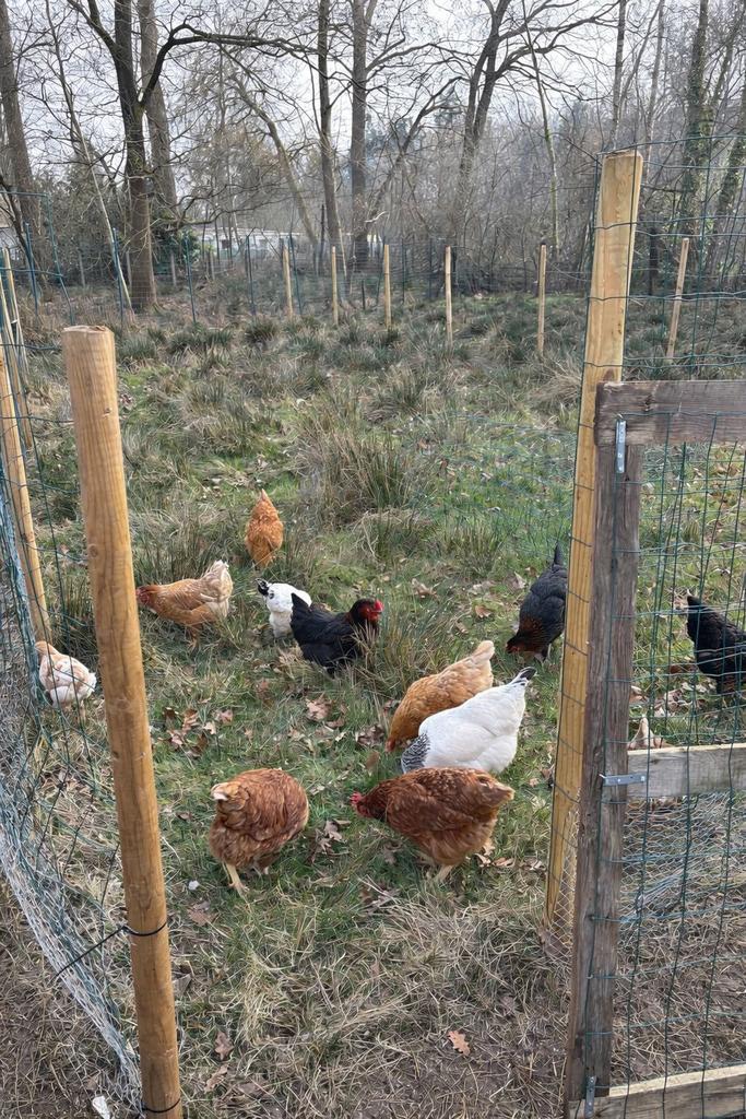 Broedeieren bruine legkippen., Dieren en Toebehoren, Pluimvee