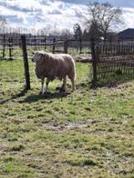 schapenbok te koop, Dieren en Toebehoren, Schapen, Geiten en Varkens, Mannelijk, Schaap, 0 tot 2 jaar