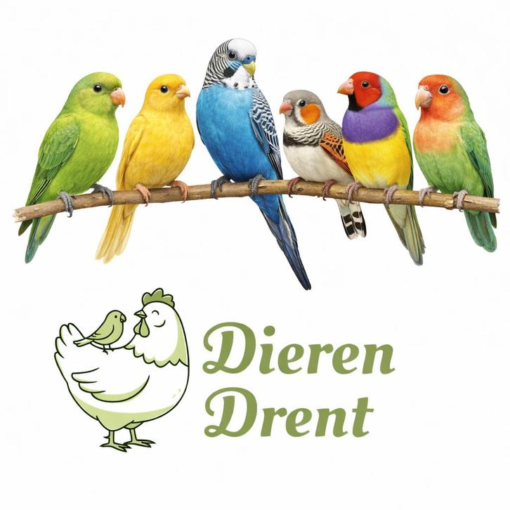 Ruimste aanbod vogels uit de regio!, Animaux & Accessoires, Oiseaux | Perruches & Perroquets