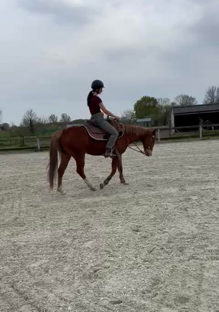 Leermeester halve stal (western), Dieren en Toebehoren, Paarden, Met stamboom, Minder dan 160 cm, Ruin, Niet van toepassing