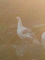 Gezocht kalkoen hennen, Dieren en Toebehoren, Ophalen of Verzenden