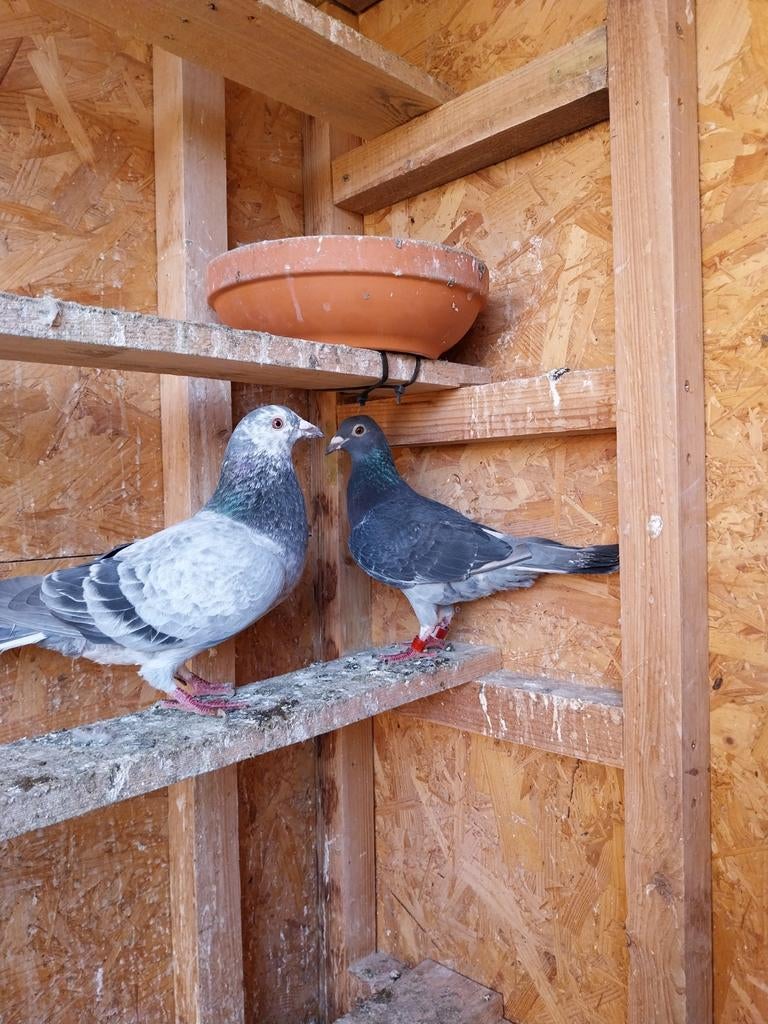 Mooie koppel postduiven (20€ per stuk)