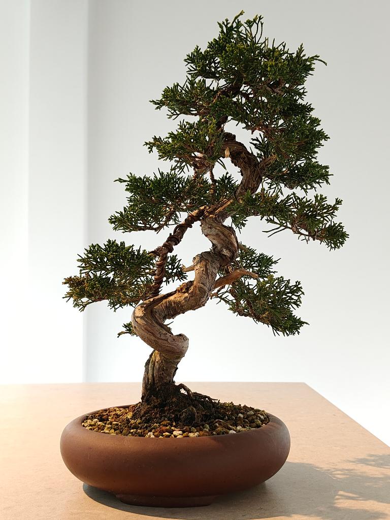 Jeneverbes bonsai, Tuin en Terras, Planten | Bomen, Bloeit niet, Minder dan 100 cm, Volle zon, In pot