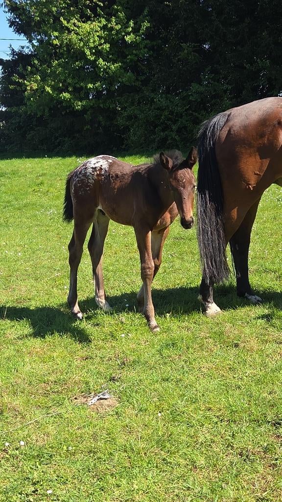 Cherche poney / chevaux en dépôt ve***, Animaux & Accessoires, M