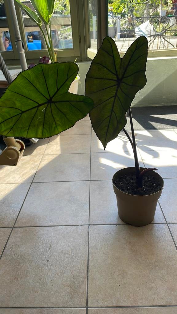 Plantje te koop eige kweek, Ophalen