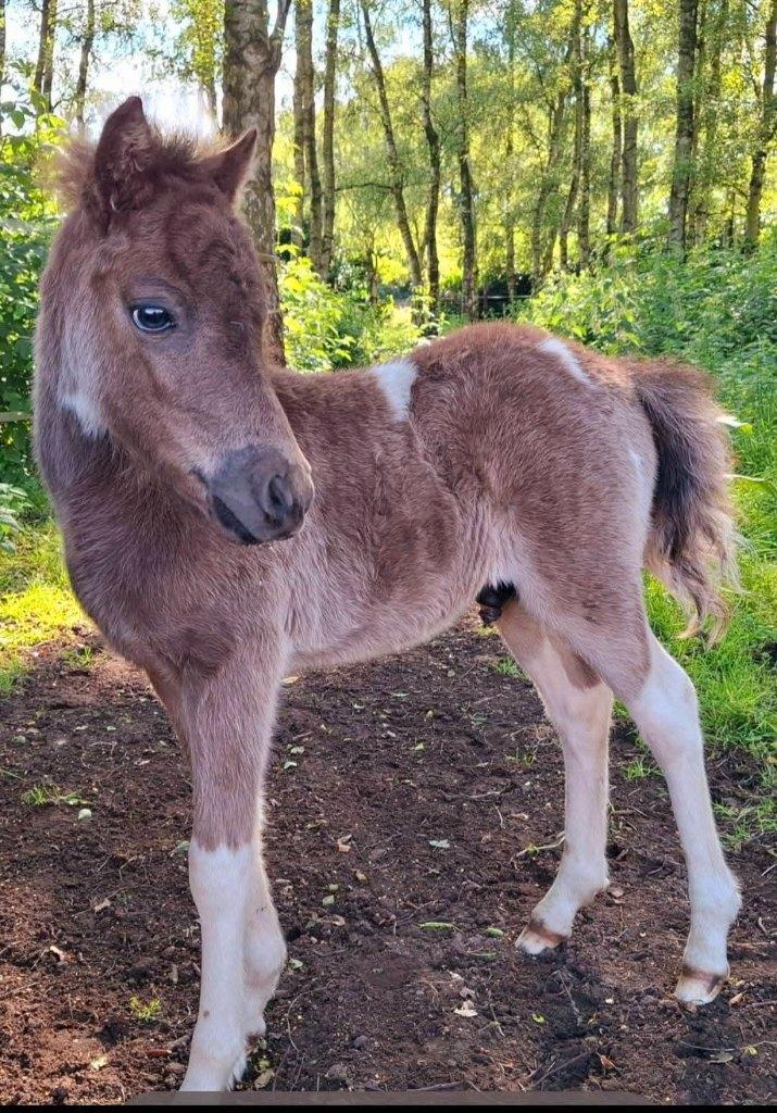 Drie ponys, Dieren en Toebehoren, Pony's, Meerdere dieren, Gechipt