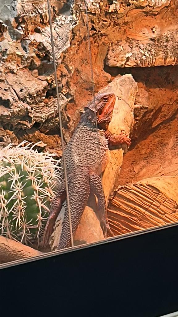 Baardagamen en terrarium, Amfibie, Met terrarium, 0 tot 2 jaar