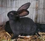 laatste 2 rammelaars  nieuw, Dieren en Toebehoren, Konijnen, Mannelijk, Groot, 0 tot 2 jaar