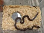 Rat Snake en étain, Animaux & Accessoires, Serpent, 0 à 2 ans