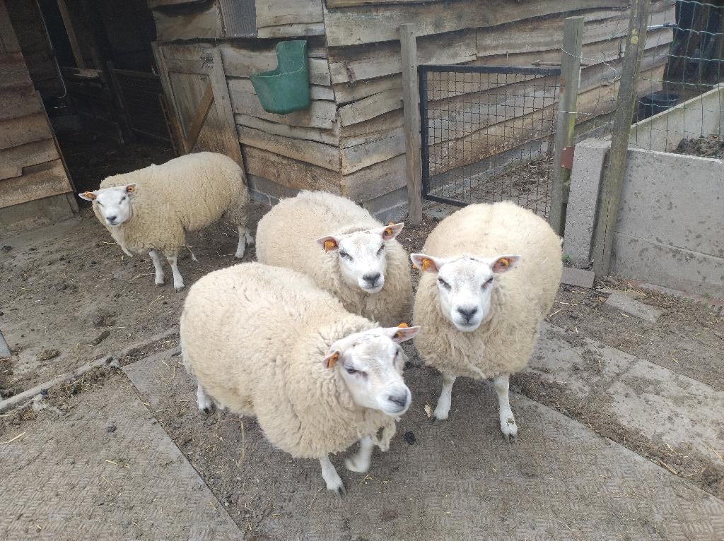 Texel jaarling rammetjes, Dieren en Toebehoren