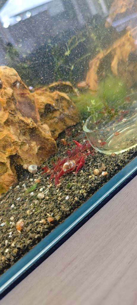 Red cherry neocaradina, Animaux & Accessoires