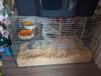 Hamster vrouwtje met kooi te koop, Dieren en Toebehoren, Ophalen, Kooi, Hamster