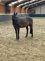 Springpaard te koop, Dieren en Toebehoren, Paarden, Gechipt, Springpaard, Minder dan 160 cm, Ruin