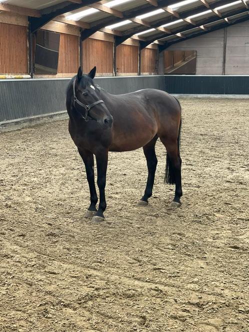 Springpaard te koop, Dieren en Toebehoren, Paarden, Ruin, Niet van toepassing, Minder dan 160 cm, 11 jaar of ouder, Springpaard