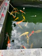 Gratis 20-25 koi, Dieren en Toebehoren, Karper of Koi