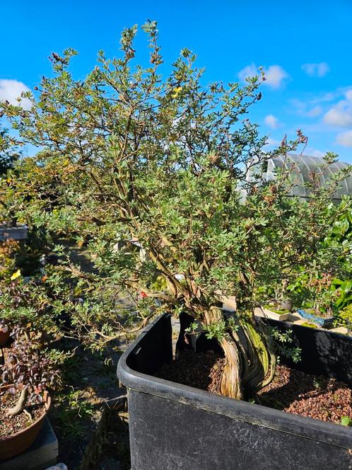 Potentilla, Tuin en Terras, Planten | Tuinplanten, Ophalen