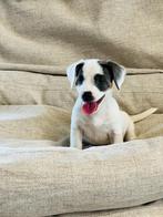 Belgische jack russel pupjes te koop, België, Jack Russell Terriër, CDV (hondenziekte), 8 tot 15 weken