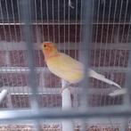 Jonge kanariepoppen 2025, Dieren en Toebehoren, Vogels | Kanaries