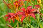 Hemerocallis crimson pirate, Ophalen, Zomer, Halfschaduw