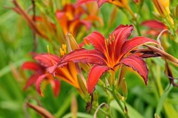 Hemerocallis crimson pirate beschikbaar voor biedingen