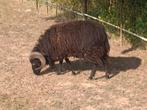 Ouessant rammen, Dieren en Toebehoren