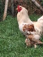 Brahma haan Oker porselein, Dieren en Toebehoren